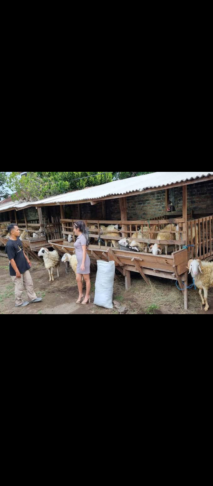 Seorang wanita penjual kambing kurban sedang menawarkan dagangannya kepada calon pembeli
