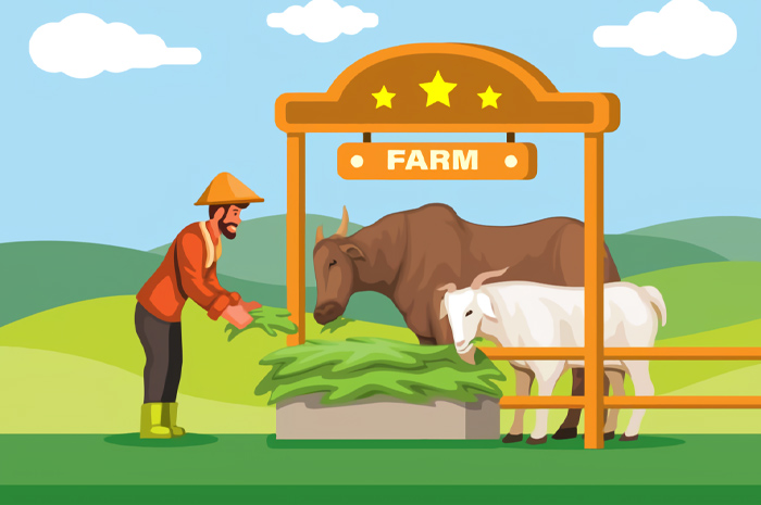 Ilustrasi peternak memberi makan sapi dan kambing kurban 2025.