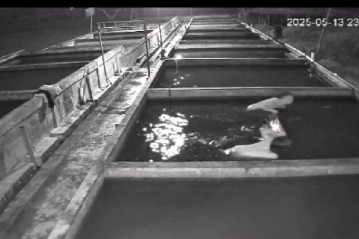 Tiga pria terekam kamera CCTV mencuri ikan tanpa berpakian.