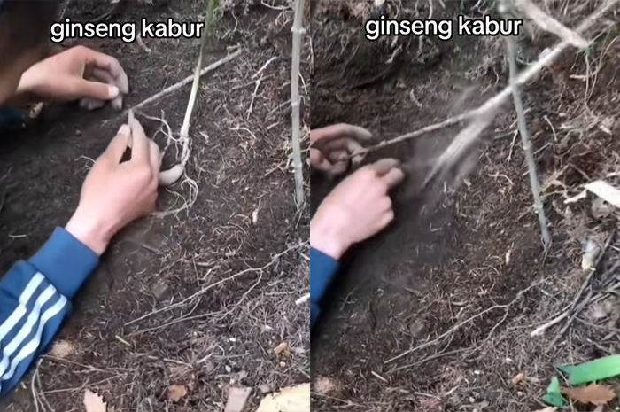 Video viral ginseng kabur saat hendak di panen.