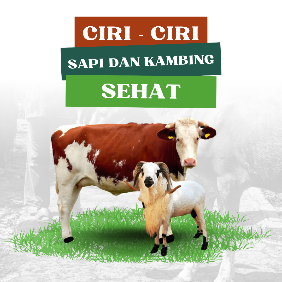 Menjelang Idul Adha, Lapak Hewan Qurban Mulai Ramai Dikunjungi Warga yang Ingin Memilih Sapi dan Kambing Terbaik.