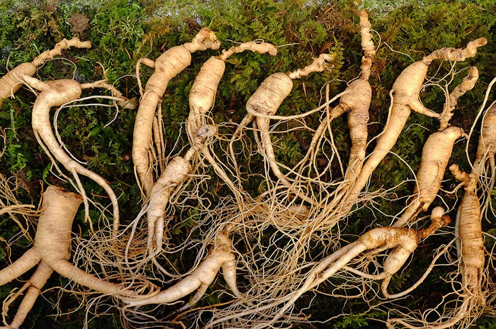 Tanaman ginseng dalam bahasa latinnya dikenal dengan nama panax.