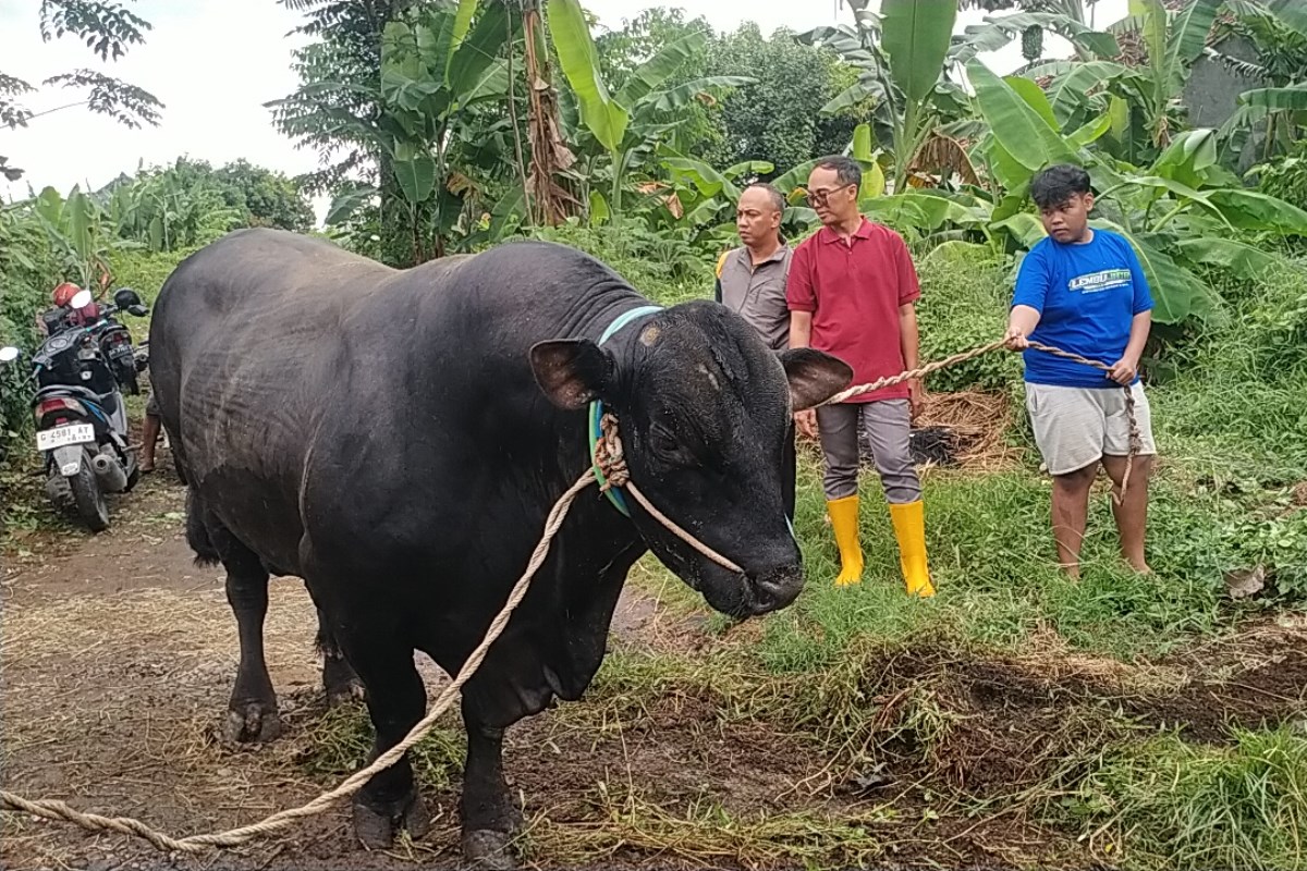 Mike Tyson, sapi milik Fauzi yang dibeli Presiden Prabowo untuk hewan kurban di Kabupaten Pekalongan.&nbsp;NANANG&nbsp;RENDI AHMAD/JAWA POS&nbsp;RADAR SEMARANG