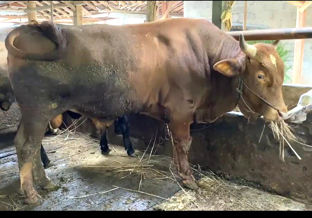 Tips dan Trik Memilih Sapi Kurban yang Dagingnya Banyak Untuk Hari Raya Idul Adha Lebaran Haji