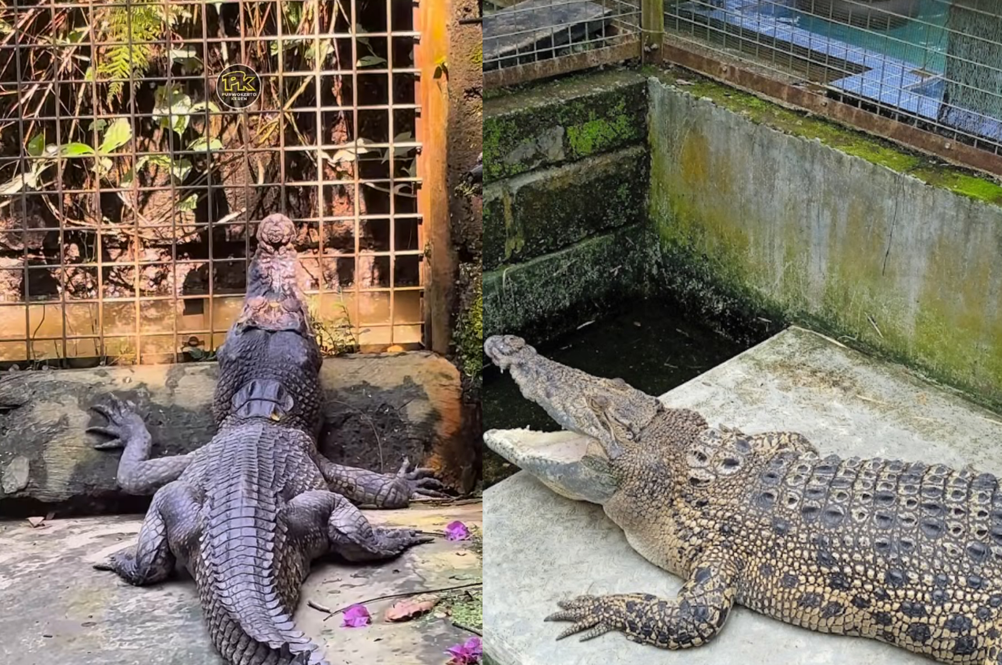 Penangkaran Buaya Dawuhan, Kabupaten Banyumas