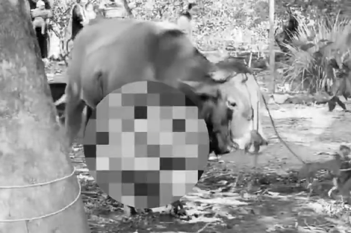 Video sapi mendadak bangkit dan berdiri lagi setelah disembelih.