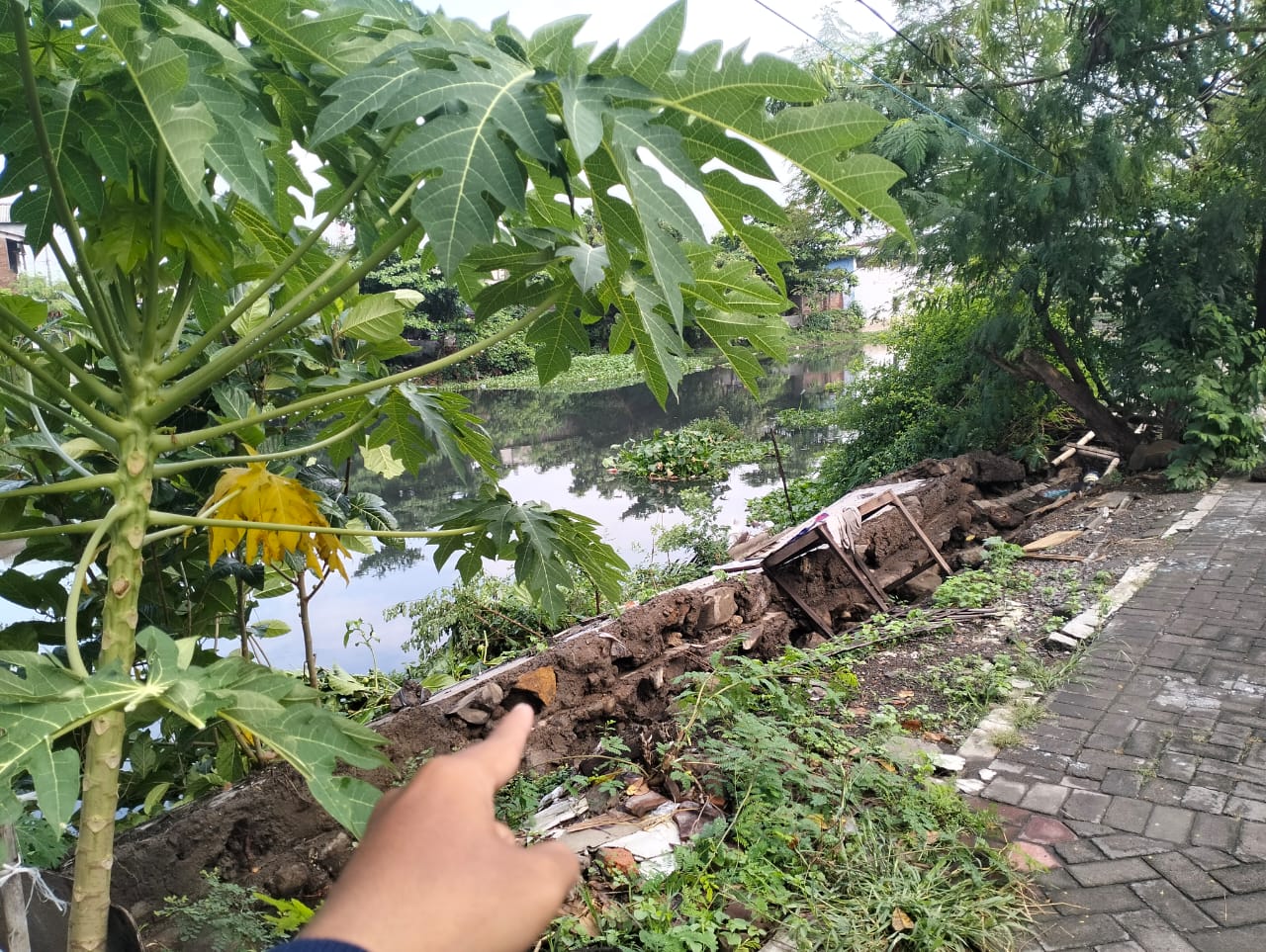 Talut di bantaran Kali Banger, tepatnya di Cilosari Barat RT 6 RW 8, Kelurahan Kemijen, Kecamatan Semarang Timur, ambles sepanjang sekitar 20 meter.