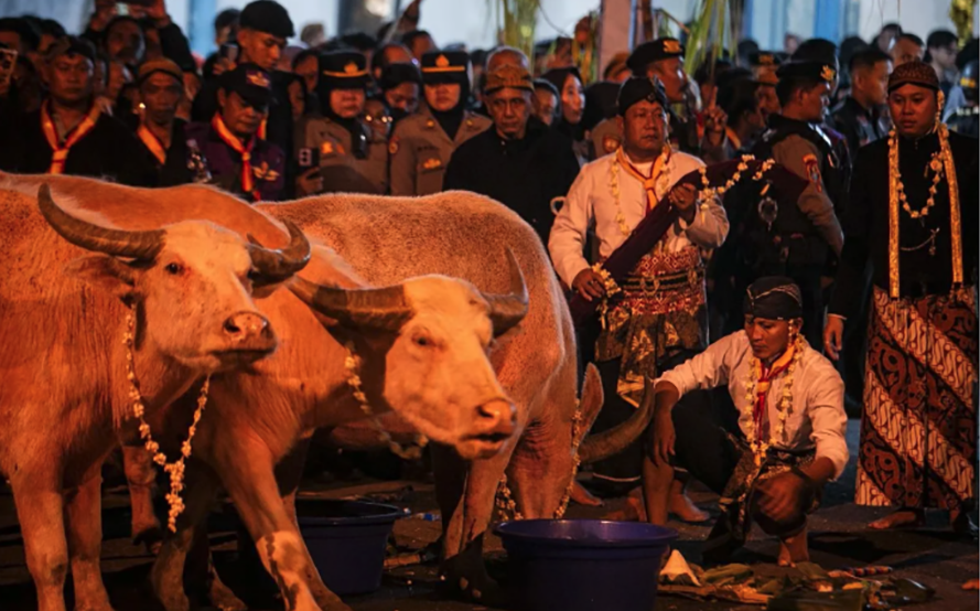 Tradisi Satu Suro Arak-arakan Kebo Bule Kyai Selamet Keramat Kraton Solo