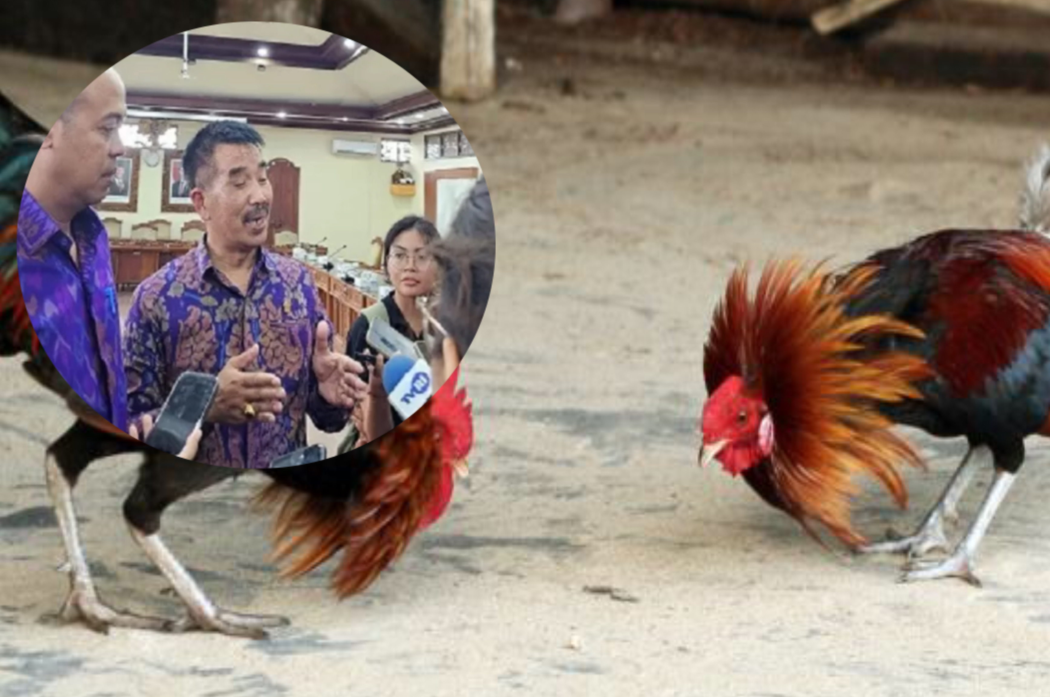 DPRD dan Polda Bali Rencanakan Untuk Melegalkan Tradisi Mirip Sabung Ayam Sebagai Pelestarian Budaya