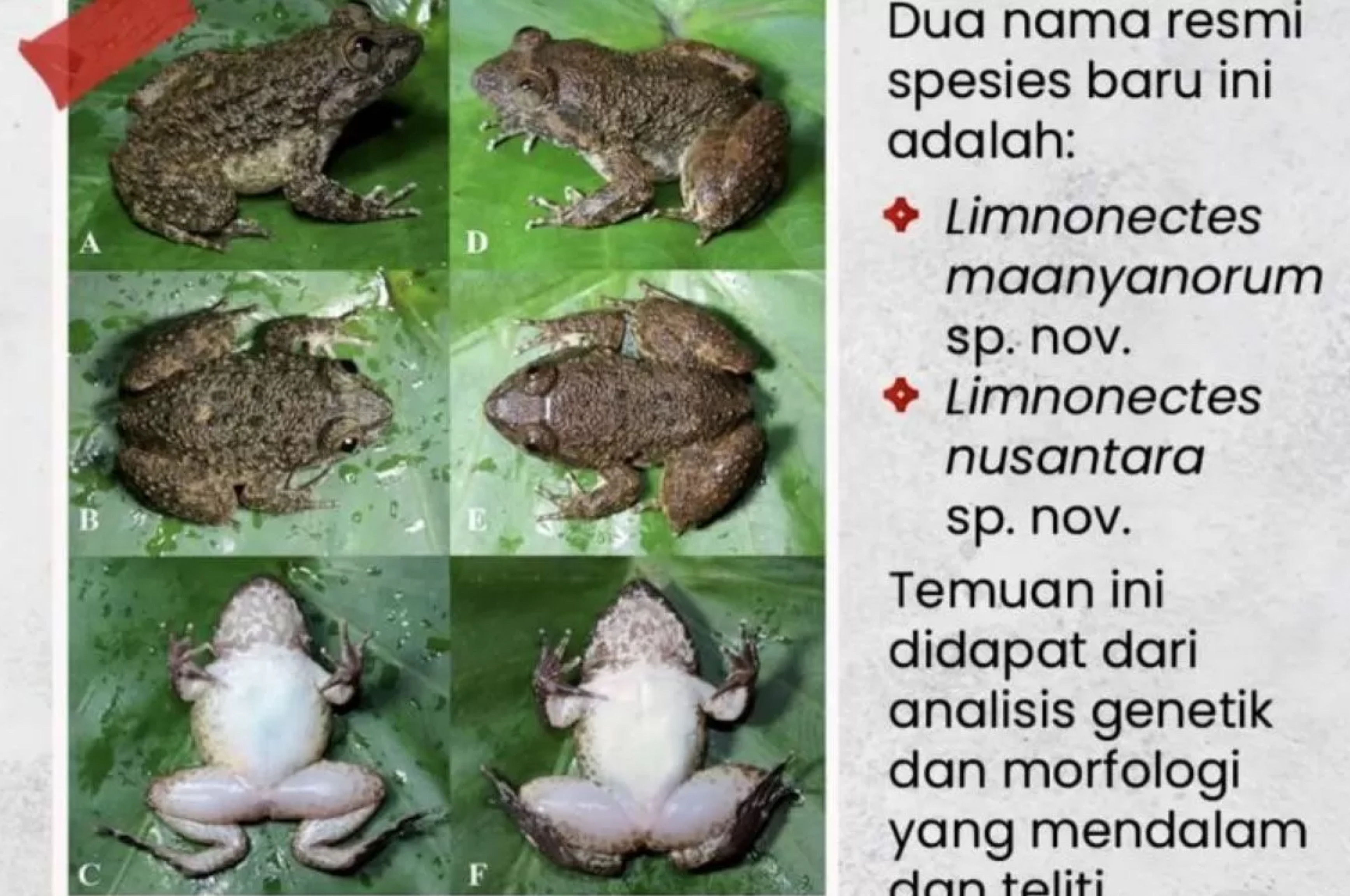 Dua Spesies Katak Bertaring Baru Ditemukan di Hutan Kalimantan