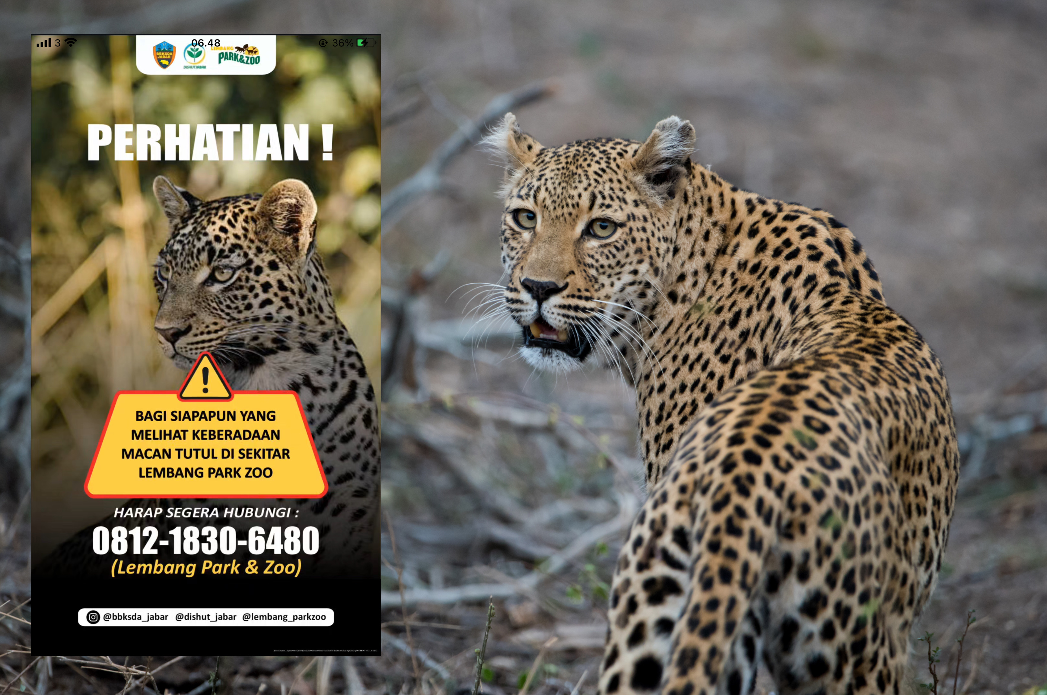 Ilustrasi dan poster lepasnya macan tutul di Kawasan Lembang Zoo Park