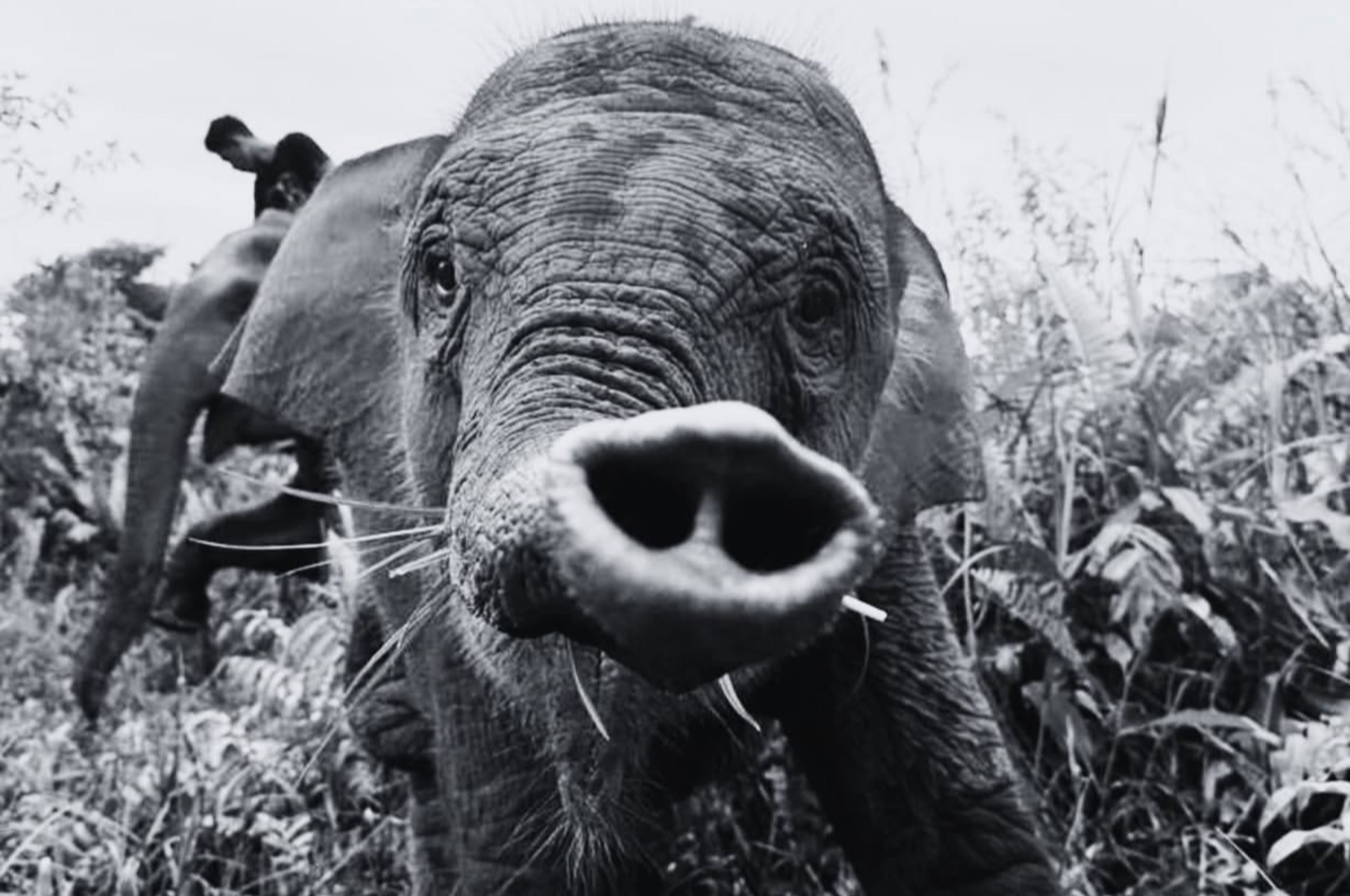 Potret: Anak Gajah Tari yang Ada di Riau