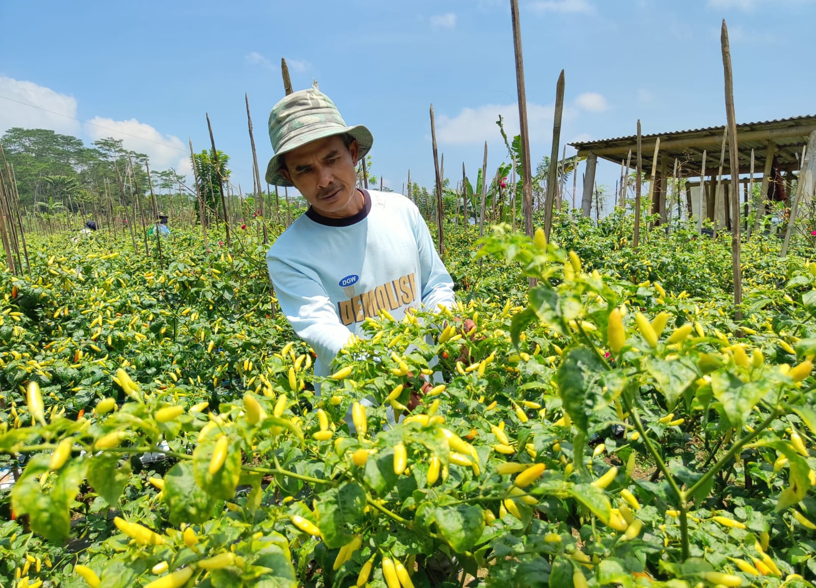 Salah satu petani dari Magelang, Budi saat memanen cabai di kebun miliknya.