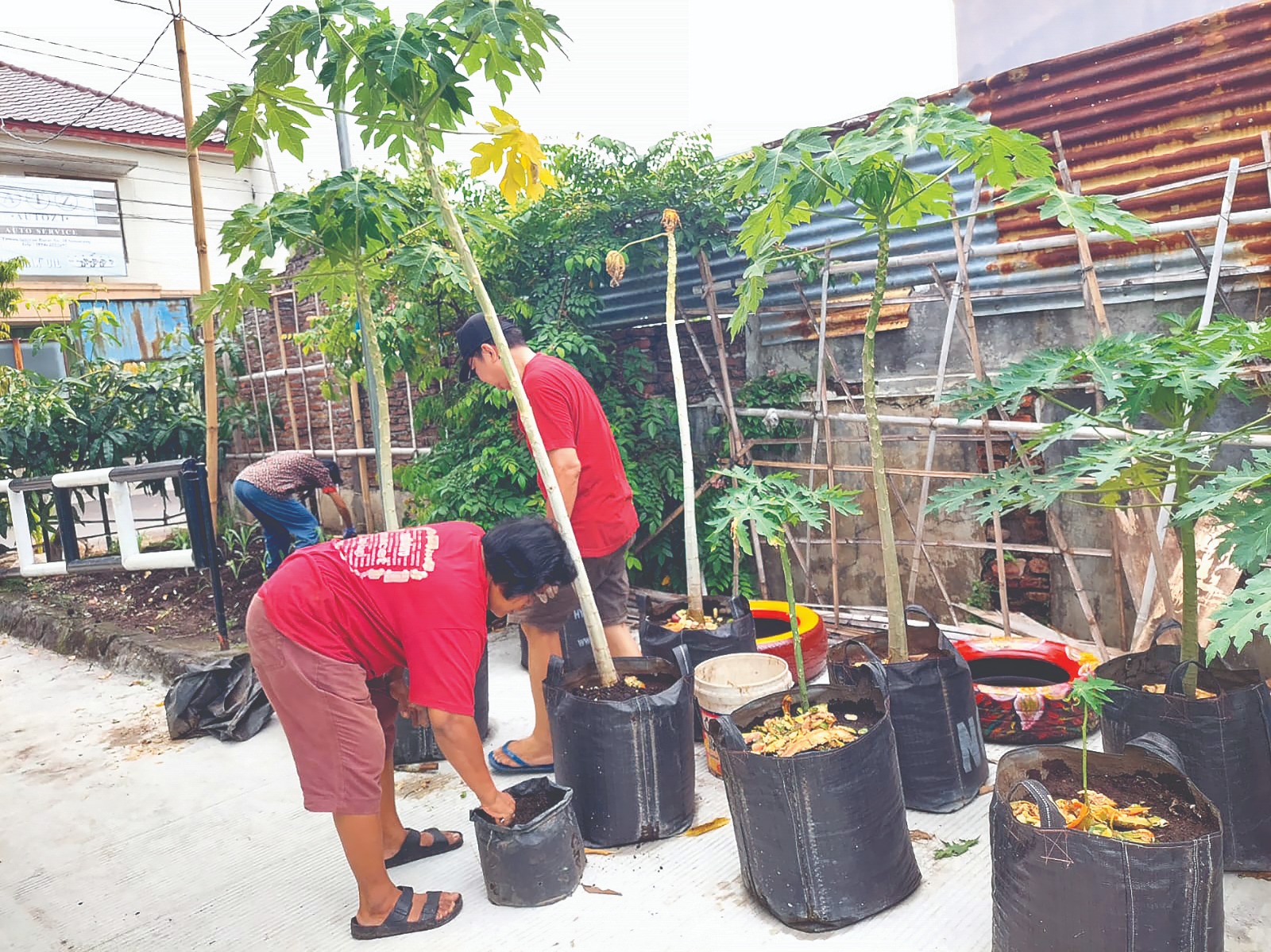 Tanaman milik KWT makin subur dengan pupuk kompos dan cair produksi bank sampah.