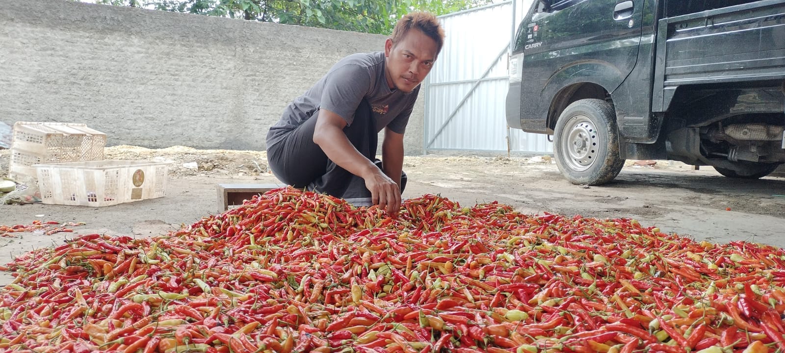 Salah satu pedagang cabai, Arifin sedang mengecek dagangannya sebelum dibawa ke pasar.
