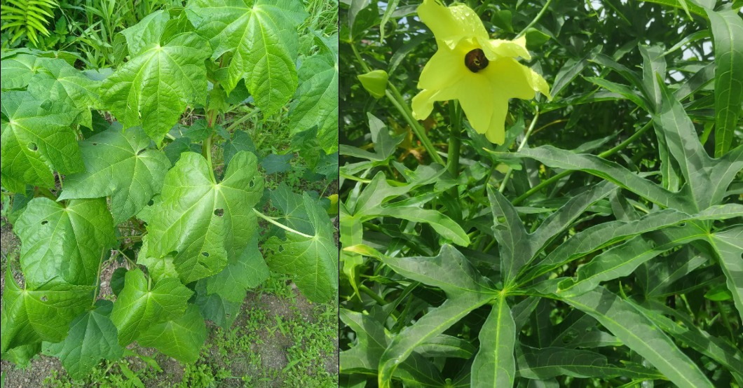 Daun Gedi atau Singkong Papua