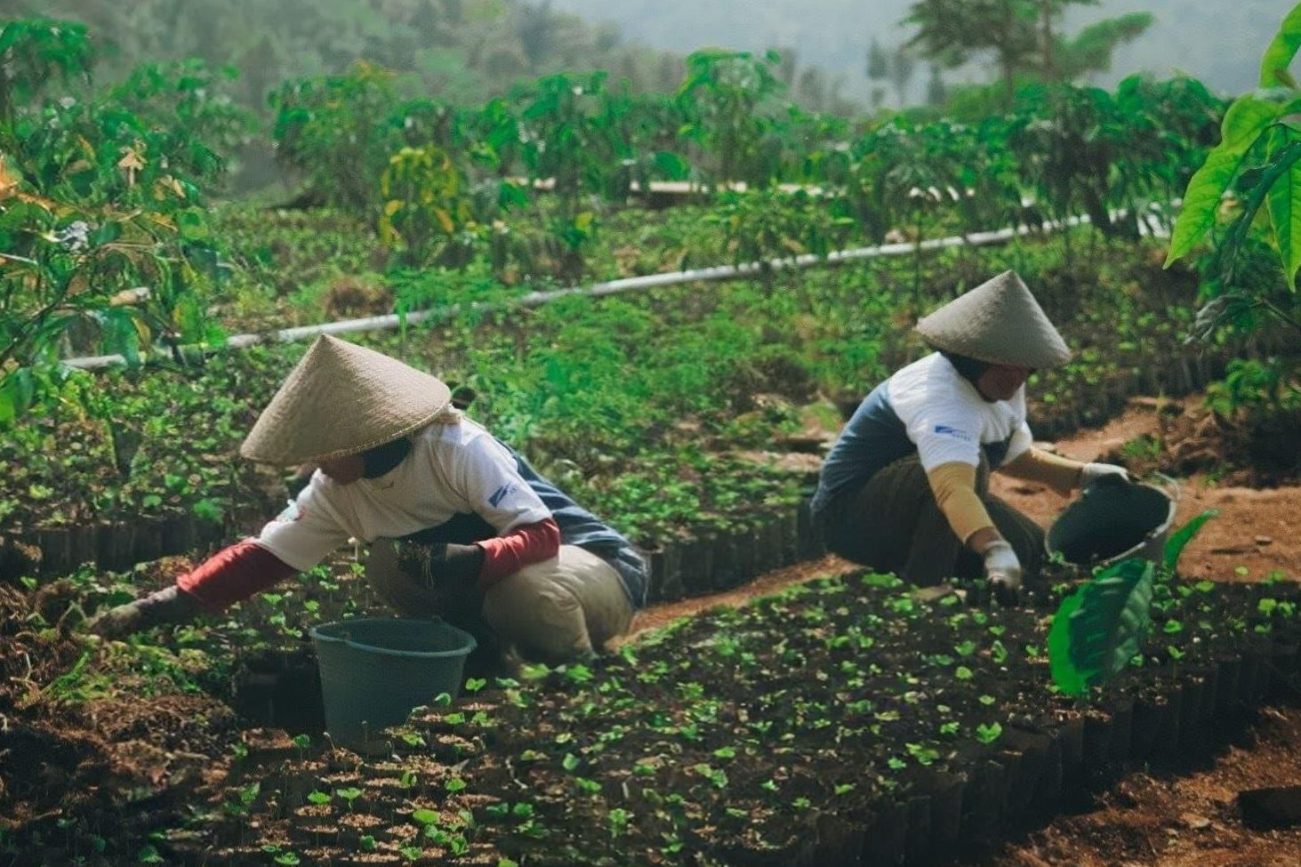 Kopi arabika Garut hasil pendampingan Desa Sejahtera Astra Cikajang juga telah menembus pasar internasional, diekspor ke Eropa, Dubai, Mesir, Singapura, hingga pengiriman terbaru ke Thailand.
