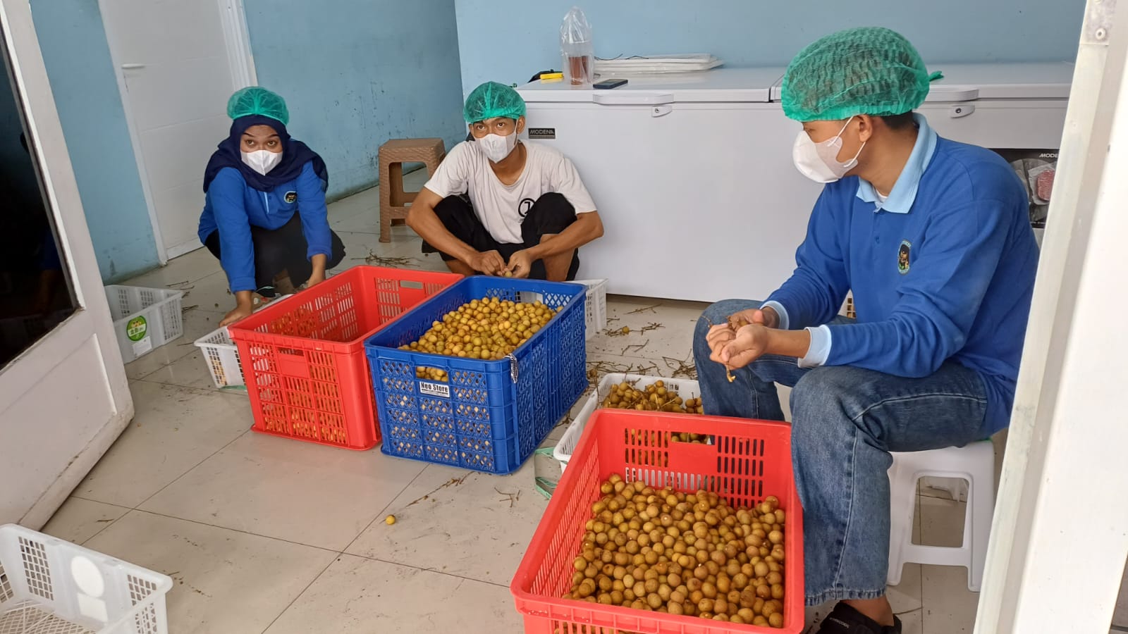 SORTIR BUAH : Para relawan SPPG Kalibaros melakukan sortir buah kelengkeng sebelum disajikan untuk 3.300 siswa di Kota Pekalongan.