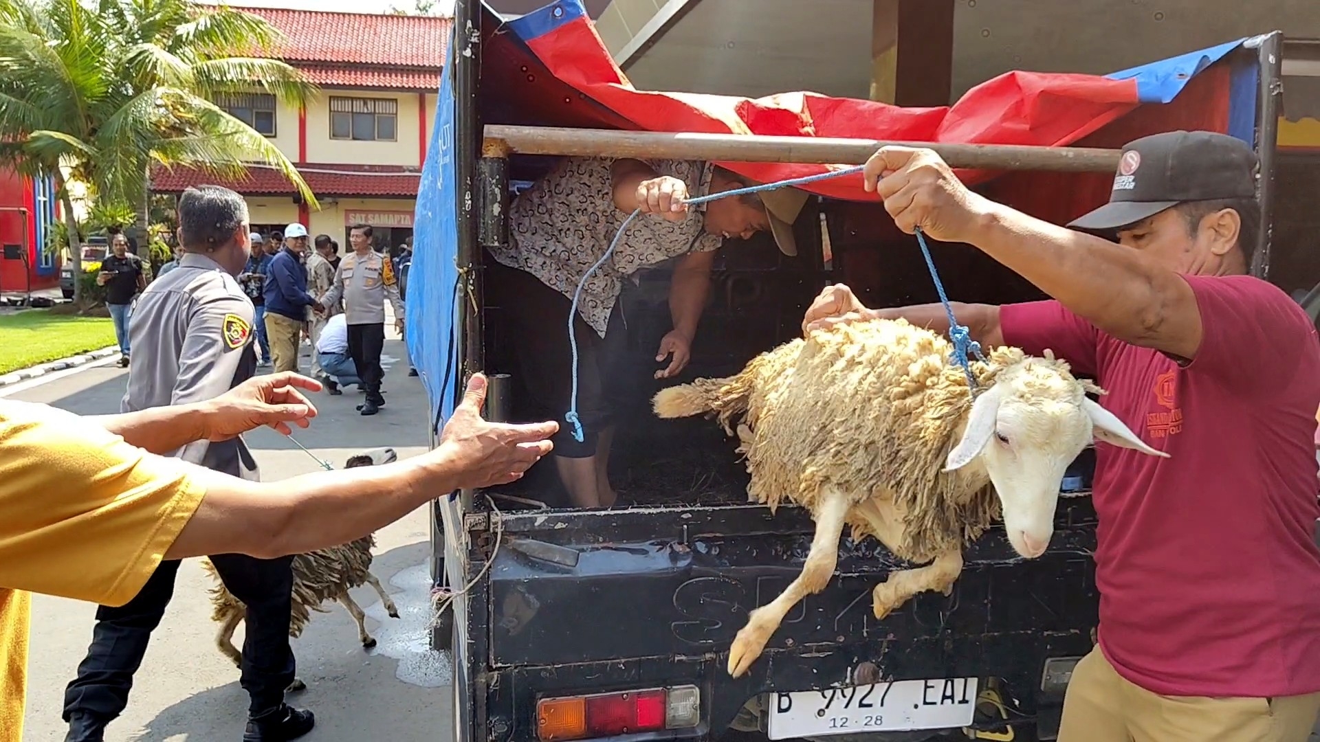 MALING: Barang bukti sejumlah kambing yang berhasil diamankan Satreskrim Polres Batang.