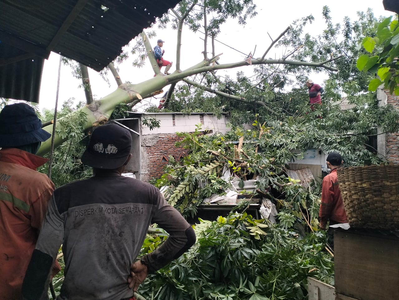 Perempelan pohon tumbang menimpa tiga rumah warga di Lamper Lor, Semarang Selatan, Senin (12/1) pagi.