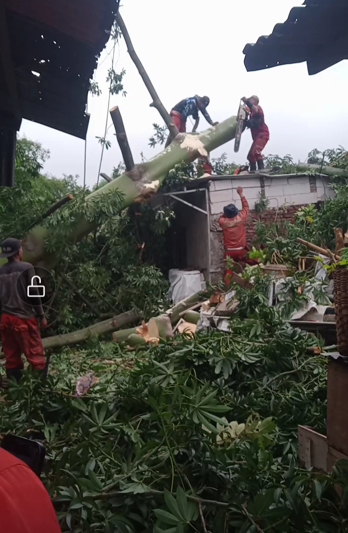 Petugas melakukan evakuasi pohon randu besar yang menimpa rumah warga di kampung Cempedak. (Sulistiono)