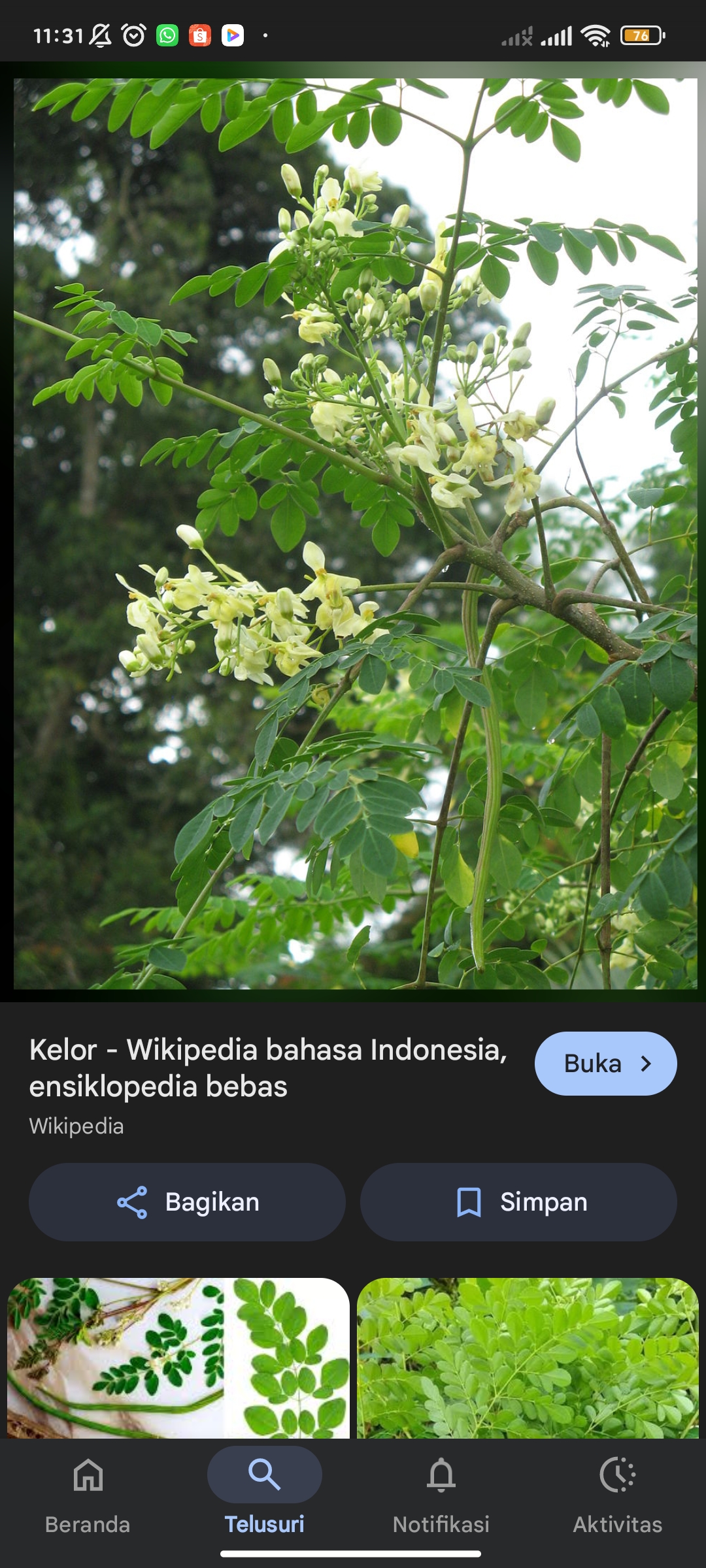 Kelor, Si Superfood Lokal Kaya Manfaat Kesehatan