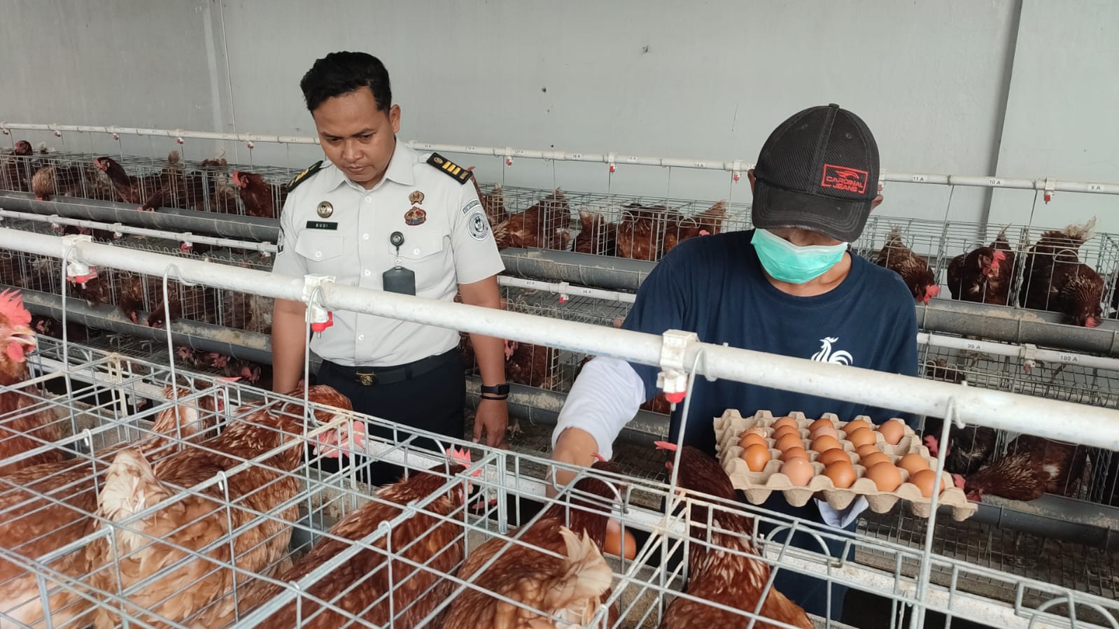 Napi Lapas Semarang didampingi petugas saat memanen telur ayam KUB di greenhouse lapas.