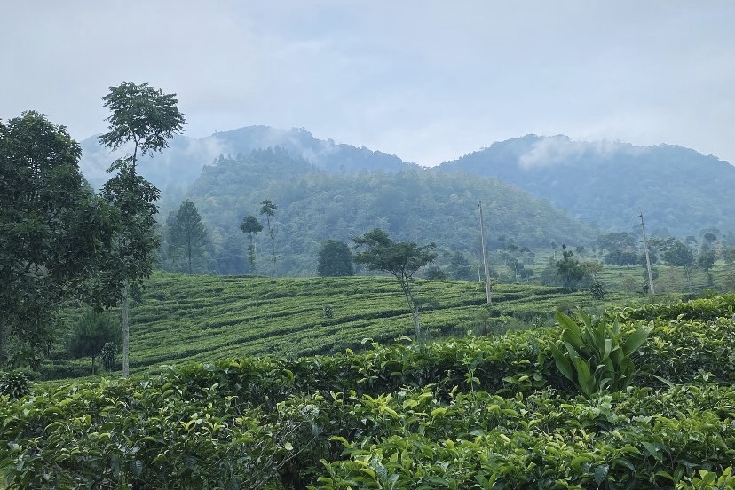 Hamparan Kebun Teh Medini diselimuti kabut tipis di pagi hari.