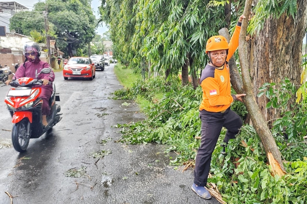 Patahan batang pohon Angsana yang menimpa pengendara motor di Bendungan Pleret Semarang Selatan