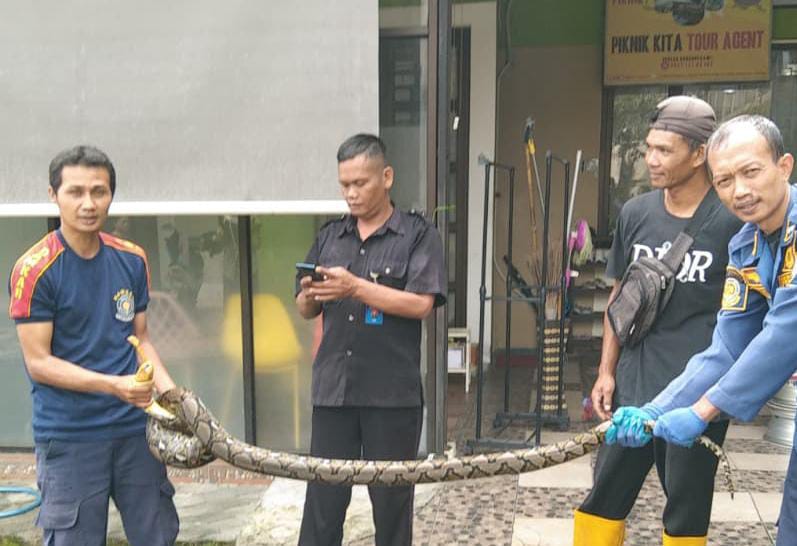 Petugas Pemadam Kebakaran Kota Salatiga mengevakuasi seekor ular sanca yang masuk ke rumah warga di Cluster Jasmin 6 No. 5, Perum Wahid Regency, Kecamatan Argomulyo, Kamis (19/2/2026).