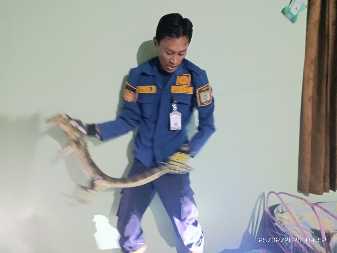 Biawak Masuk Permukiman, Damkar Salatiga Turun Tangan