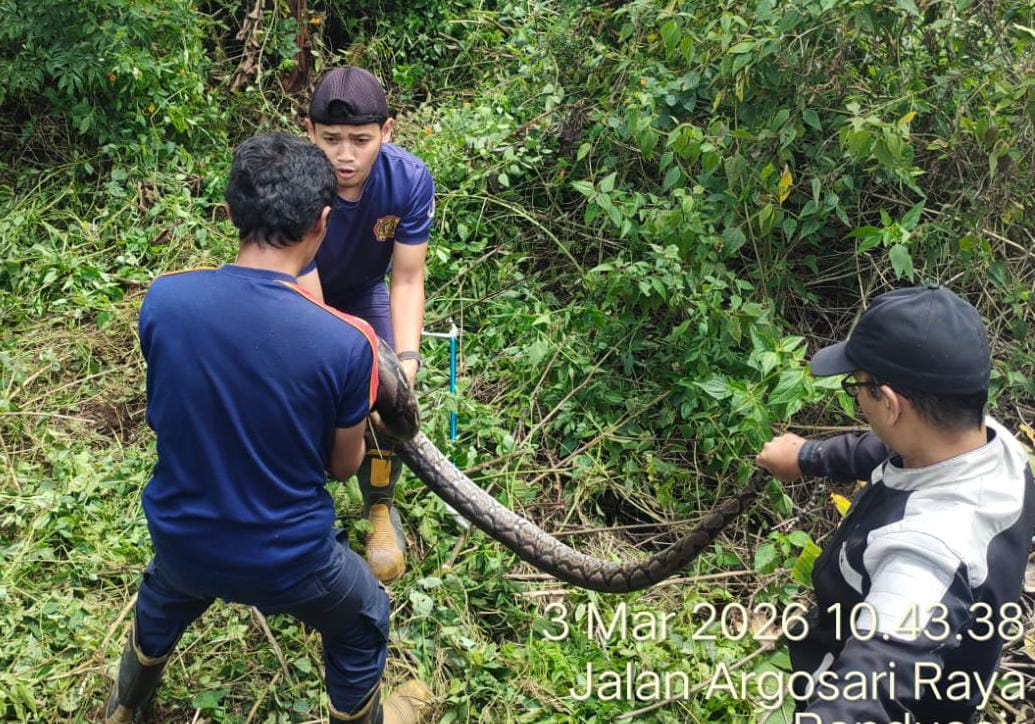 Tim Pemadam Kebakaran Kota Salatiga kembali mengevakuasi seekor ular piton yang masuk ke area permukiman warga di wilayah Randuacir, Selasa (3/3/2026). 