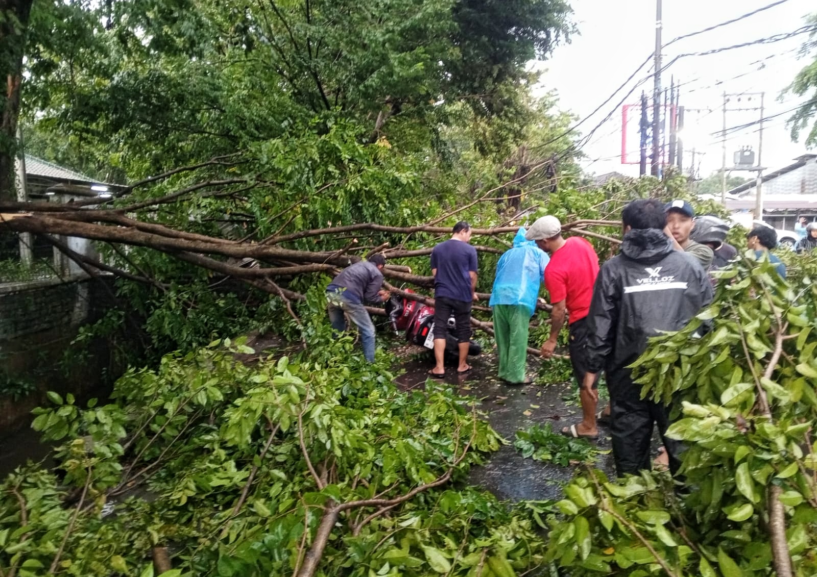 Kondisi pohon tumbang yang menimpa pemotor di kota Semarang 