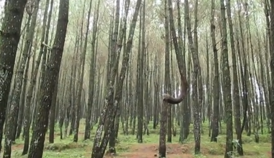 Hutan Pinus Kayon