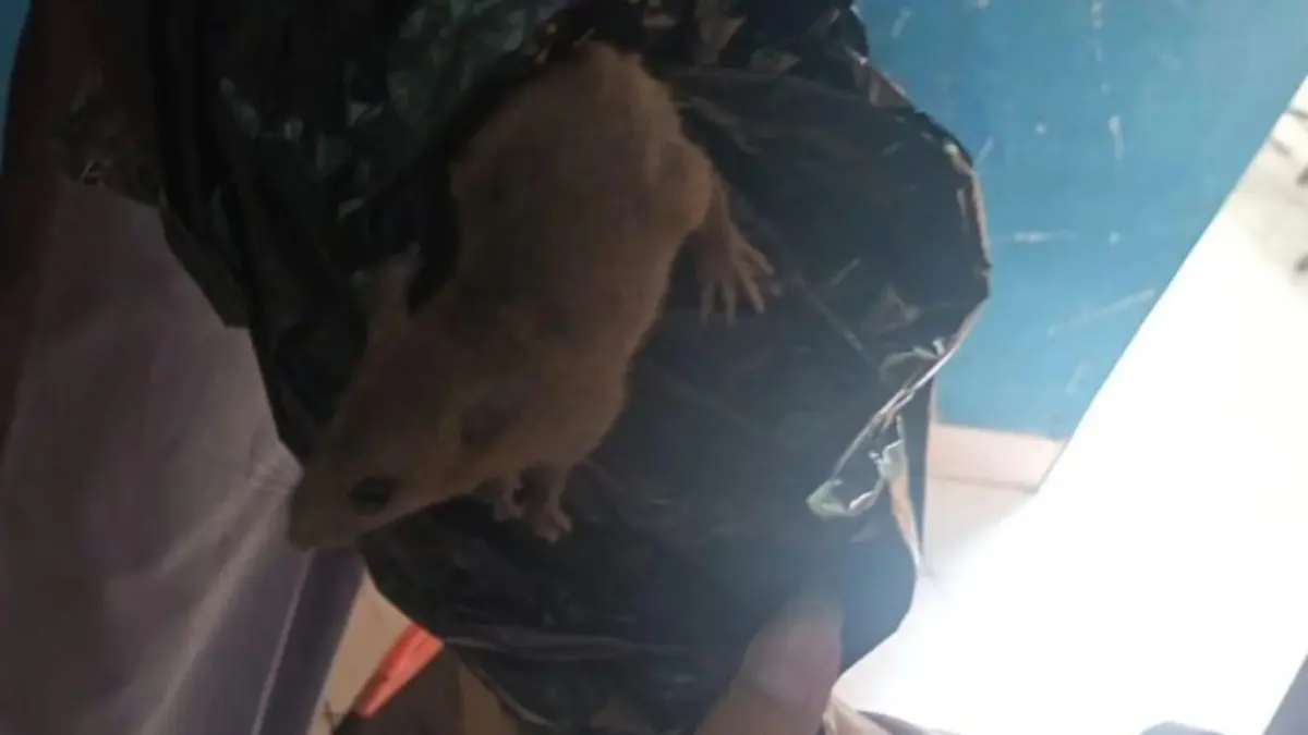 Siswa SMKN 8 Semarang histeris ketika menemukan ada seekor tikus di dalam ompreng MBG.