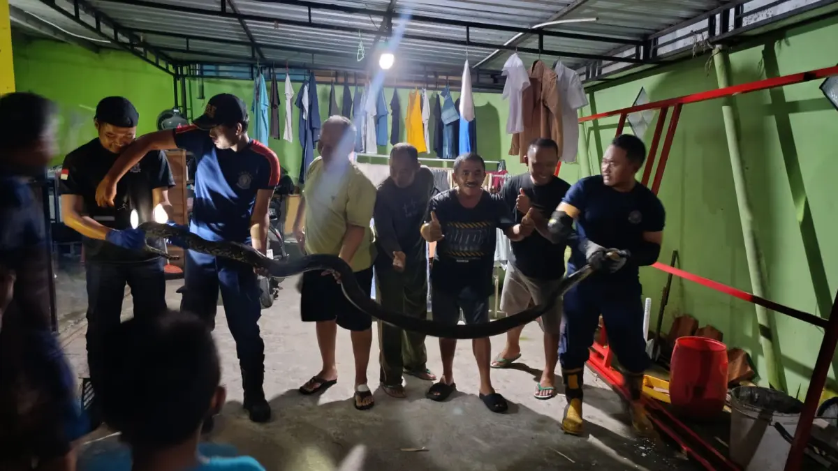 Teror Sunyi di Malam Hari, Warga Saaltiga Ini Kaget Ular Sanca Nyelonong Masuk Rumah