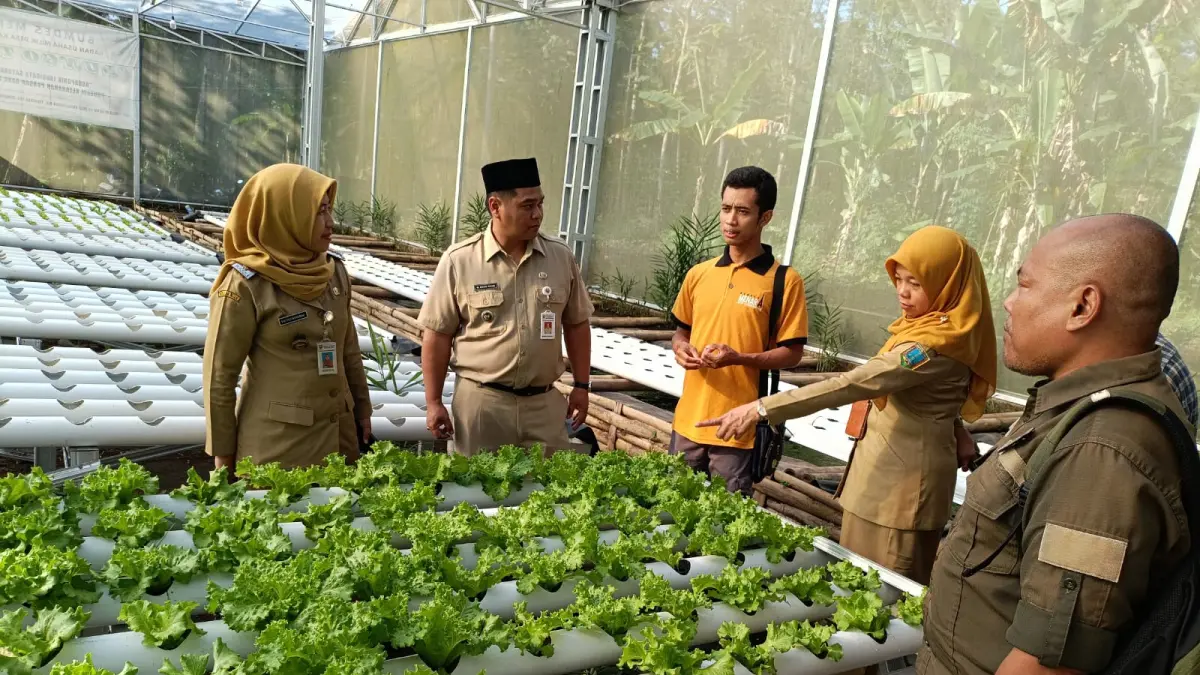 BUMDes Menara Desa Karangduren, Kecamatan Tengaran, Kabupaten Semarang saat menunjukan usaha ketahanan pangan berbasis hidroponik yakni selada premium di Desa Karangduren Kecamatan Tengaran.