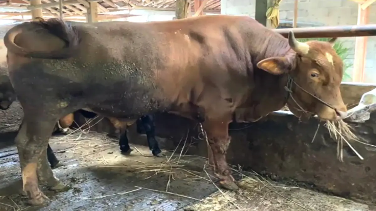 Tips dan Trik Memilih Sapi Kurban yang Dagingnya Banyak Untuk Hari Raya Idul Adha Lebaran Haji 2026
