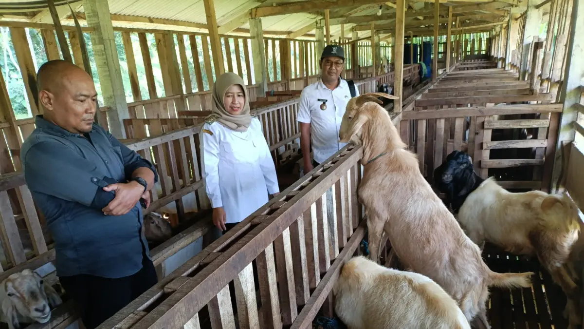 Kepala Desa Duren Wahyudi saat menunjukan pengembangan ternak kambing boer di Desa Duren Kecamatan Tengaran.