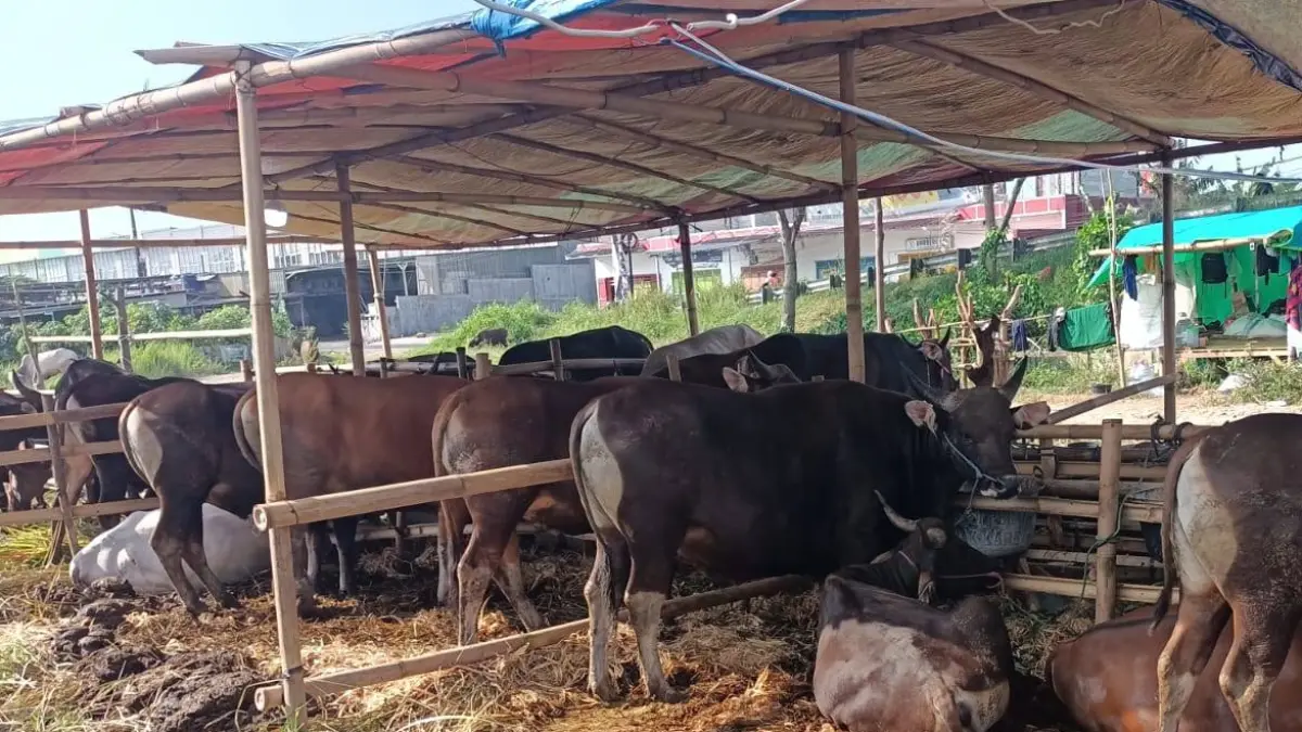 tips memilih kambing kurban yang sehat, cukup umur, bebas cacat dan sesuai syariat Islam menjelang Hari Raya Idul Adha 1447 Hijriah