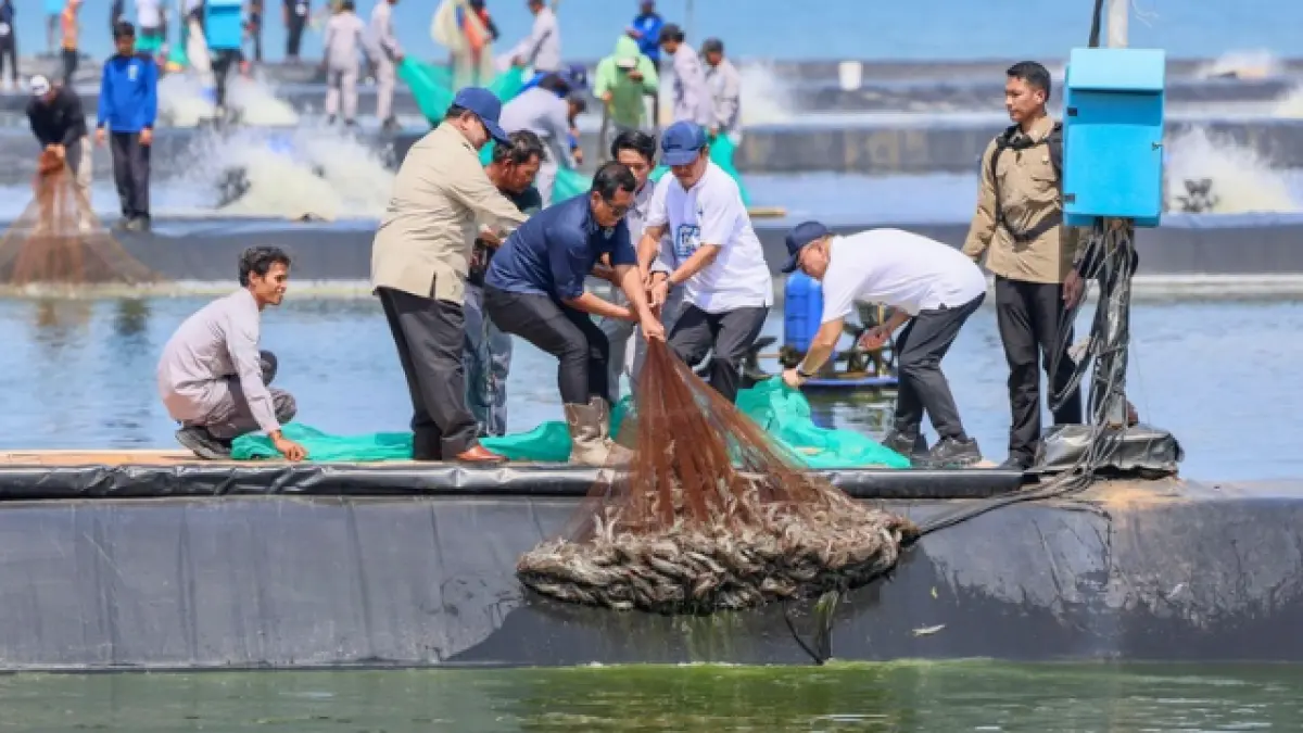 Panen raya digelar di Tambak Budi Daya Udang Berbasis Kawasan (BUBK) Desa Tegalretno, Kecamatan Petanahan, Kabupaten Kebumen, Jumat (23/5/2026).