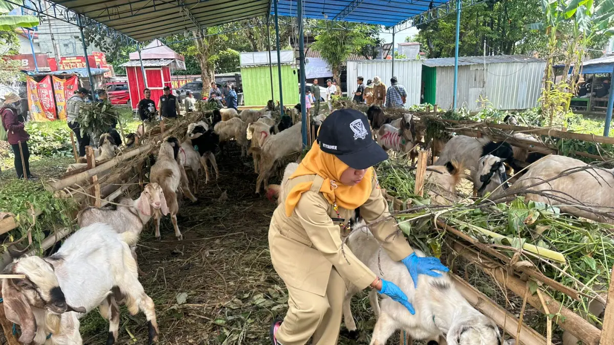 Tim Dinas Pertanian Perikanan dan Pangan Kabupaten Semarang saat cek kesehatan hewan kurban di lapak perempatan Jalan Ahmad Yani Ungaran Timur.&nbsp;