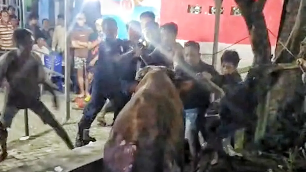 Proses evakuasi sapi kurban lompat ke selokan di Perbalan Semarang Utara Selasa (26/5/2026) malam
