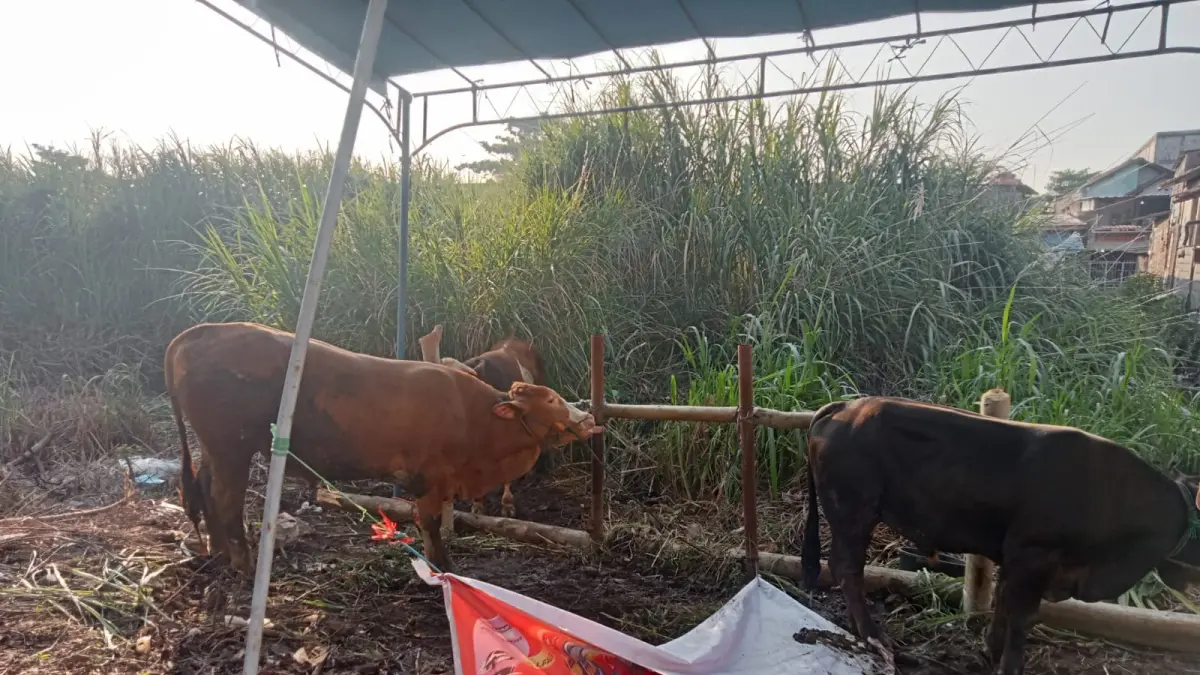 3 ekor sapi dijadikan sebagai hewan kurban di  Masjid Baitul Manshurin