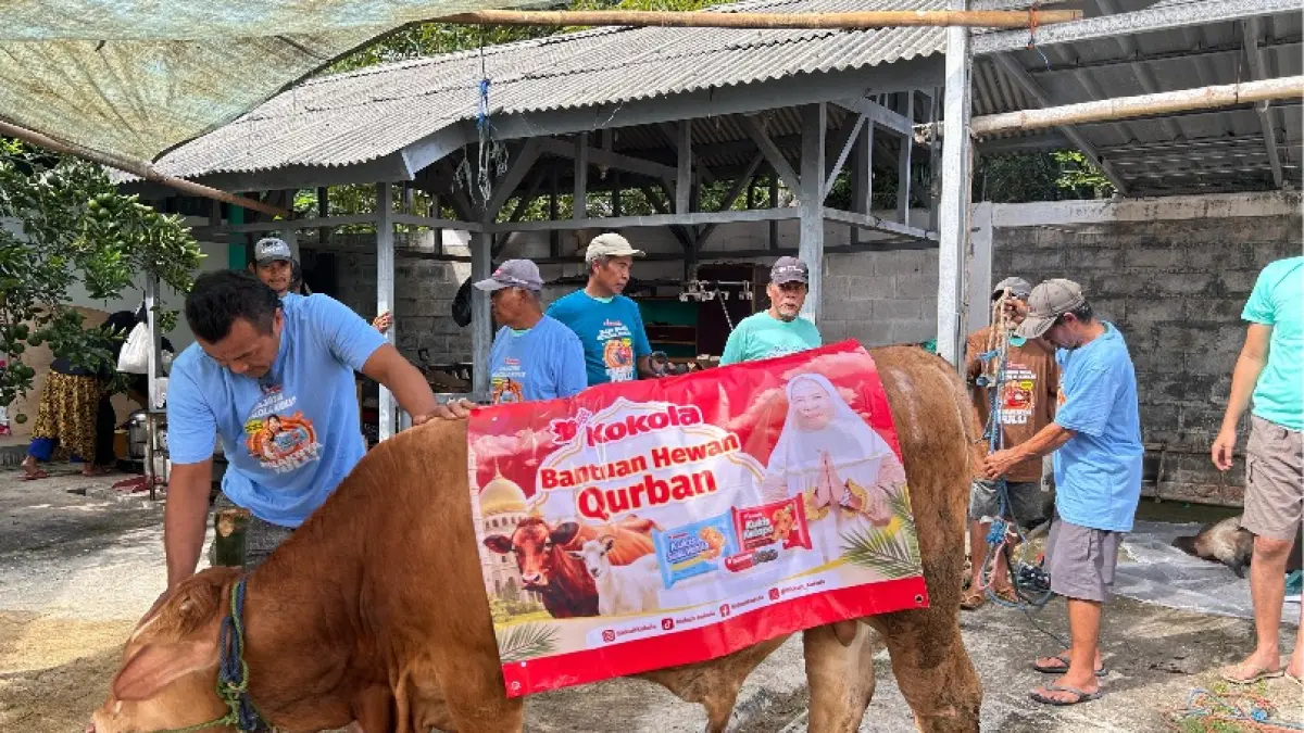 Kokola Group melalui program Tanggung Jawab Sosial Perusahaan (CSR) melaksanakan kegiatan penyaluran hewan qurban berupa sapi limosin di kediaman Ustadzah Mamah Dedeh yang berlokasi di Ciamis, Jawa Barat.