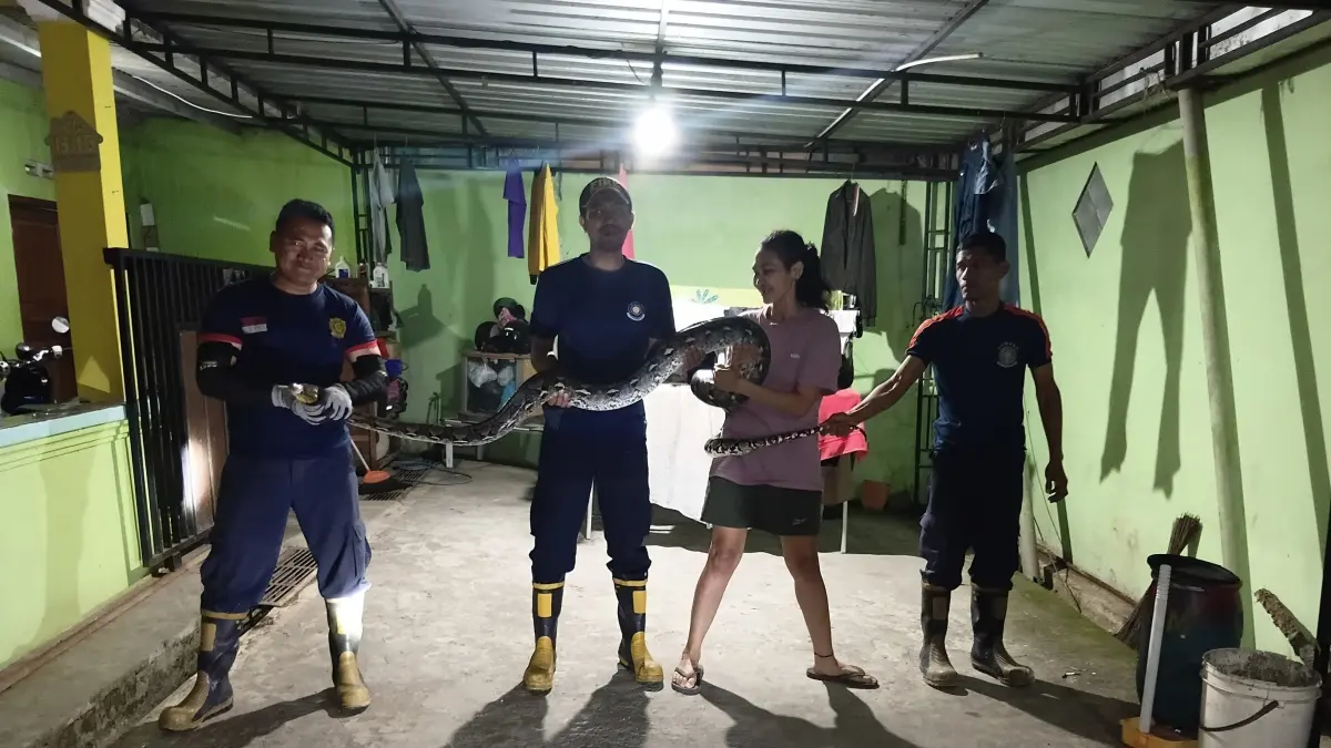 Ular yang tertangkap di kandang ayam warga Tegalrejo