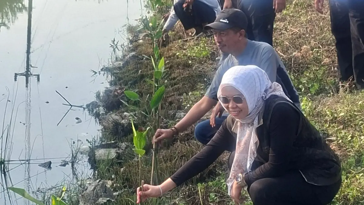 Bupati Demak dr Eistianah dan Sekda Ahmad Sugiharto tanam mangrove di Tambakbulusan Karangtengah.(Wahibpribadi)