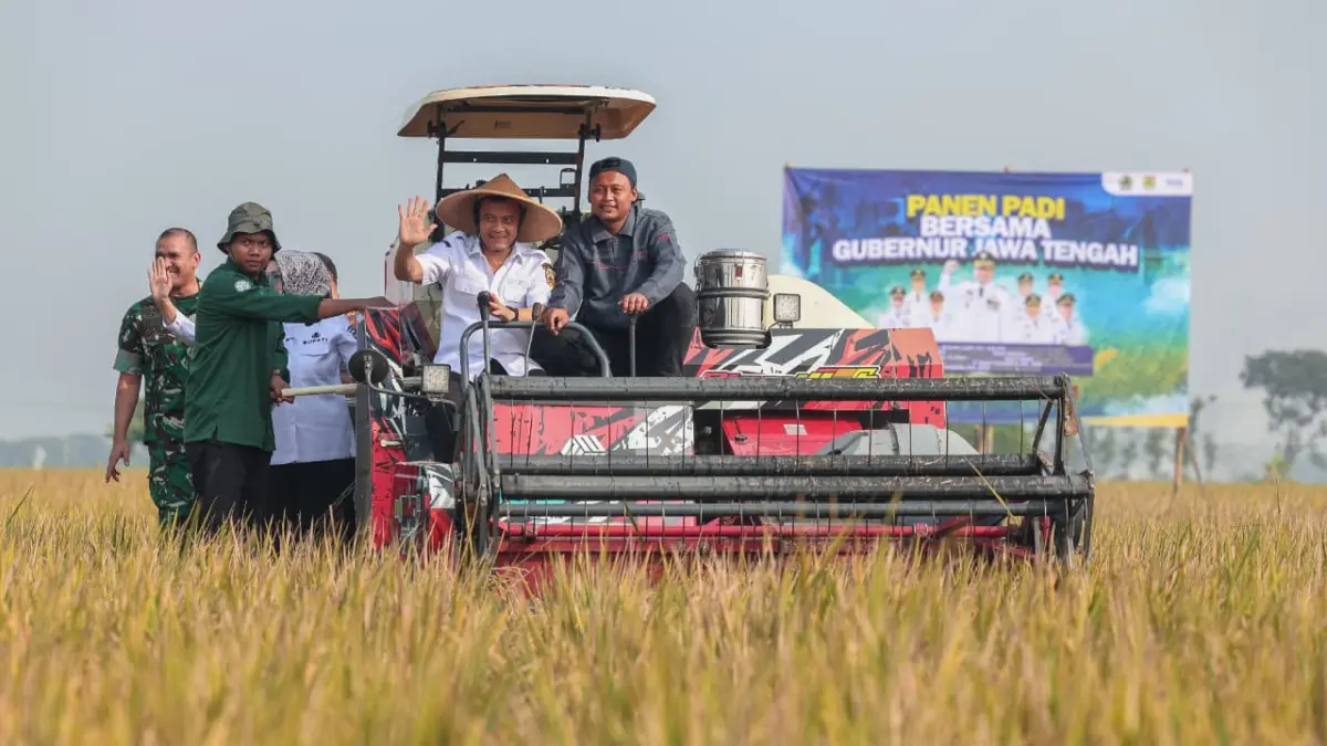 Gubernur Jawa Tengah, Ahmad Luthfi saat Panen Raya Padi bersama para petani di Desa Gentan, Kecamatan Bendosari, Kabupaten Sukoharjo, Rabu, 24 Juni 2026.