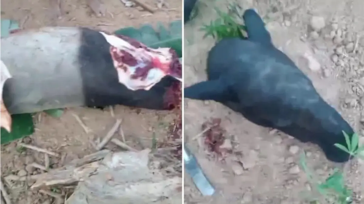 Nasib seekor tapir yang sempat viral berkeliaran di Jalan Lintas Sumatera kawasan Register 45, Mesuji, berakhir tragis. Tapir itu disembelih dan dimangsa oleh warga.