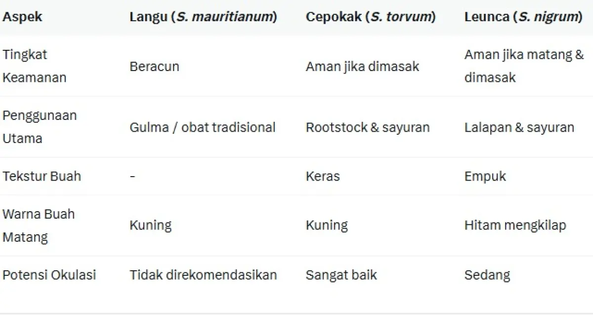 Perbandingan Langu, Cepokak dan Leunca
